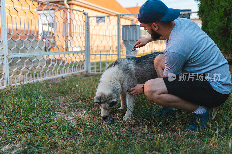 年轻的大胡子男子在自家后院为他的宠物西伯利亚哈士奇(Siberian Husky)刷毛，因为这只狗正在脱毛